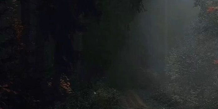 712x1280 Dark forest aesthetic | Dark forest aesthetic, Dark nature aesthetic, Dark  forest