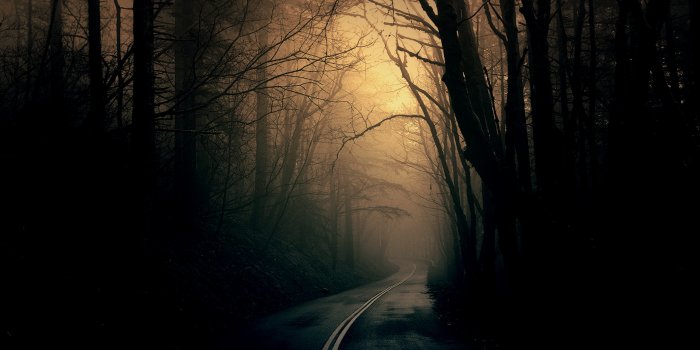 1920x1080 43+] Dark Forest HD Wallpaper - WallpaperSafari