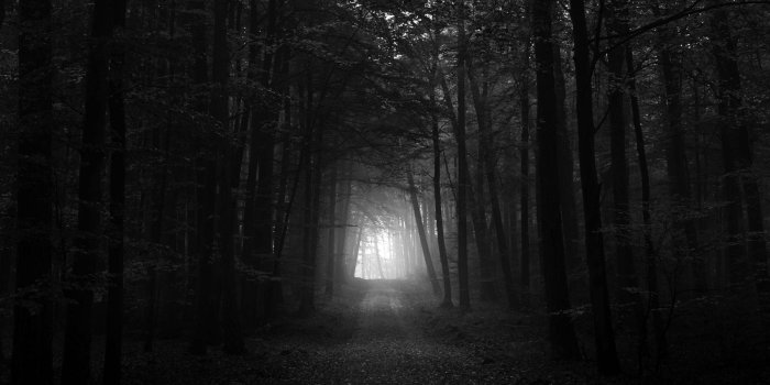 1920x1080 Download Nature Illumination Dark Forest Wallpaper | Wallpapers.com