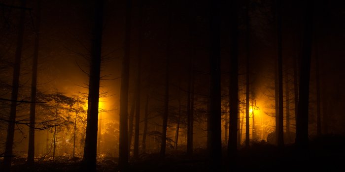 1920x1200 Forest HD Wallpaper