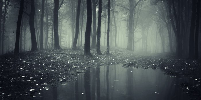 2880x1800 Creepy Dark Forest Wallpapers - HD Wallpapers