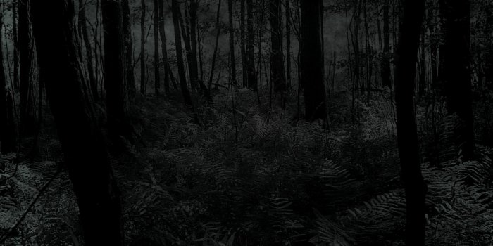 1600x1200 Dark Forest - Wallpapers