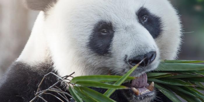 1284x2778 giant pandas iPhone Wallpapers Free Download