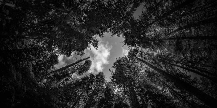 1920x1280 Black Forest Wallpapers [Full HD Images]