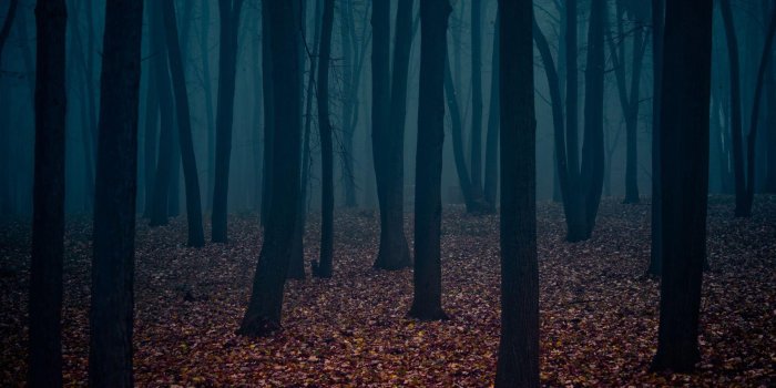 1920x1200 Dark Forest Desktop Wallpapers - Top Free Dark Forest Desktop Backgrounds -  WallpaperAccess