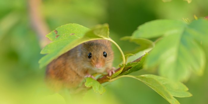 1920x1200 140+ Mouse HD Wallpapers and Backgrounds