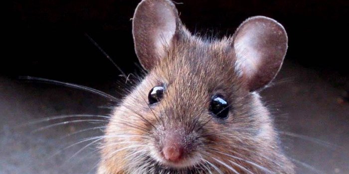 1024x768 Mouse Wallpaper and Background - Animals Town