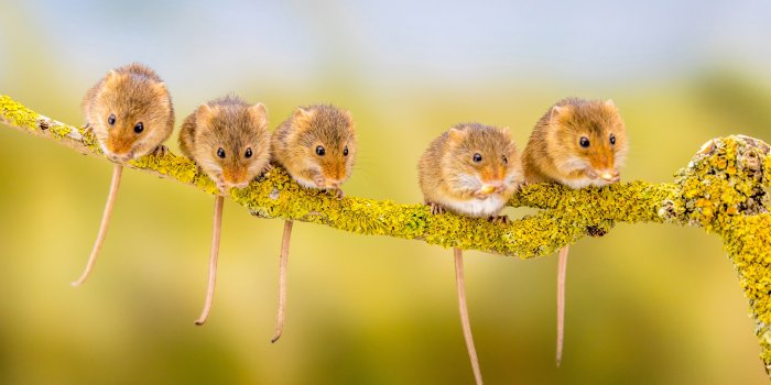 4500x3000 Harvest Mouse HD Wallpapers and Backgrounds