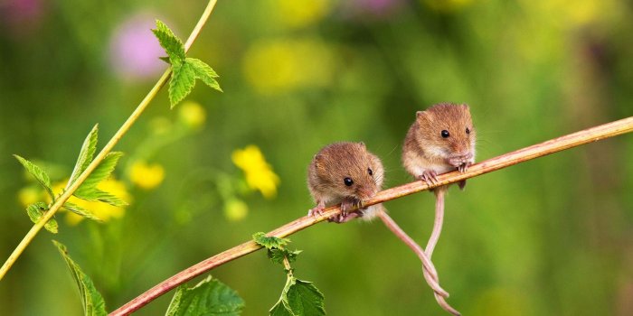 1920x1080 Harvest Mouse HD Wallpapers and Backgrounds