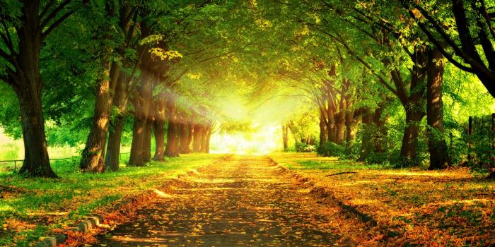 1920x1080 Park Wallpapers HD