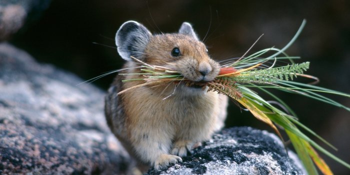 1920x1200 140+ Mouse HD Wallpapers and Backgrounds