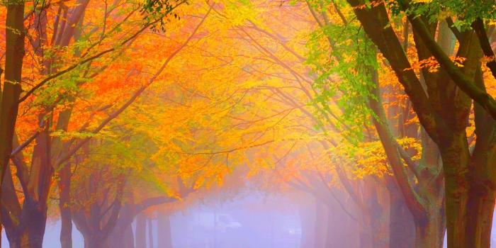 2160x3840 Wallpaper park, 5k, 4k wallpaper, 8k, autumn, beautiful, leaves, trees,  Nature #12400