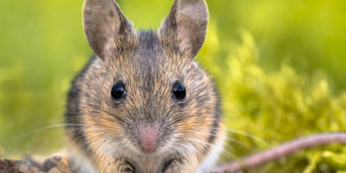 1920x1440 Cute Mouse Wallpapers - Top Free Cute Mouse Backgrounds - WallpaperAccess