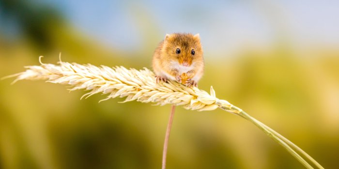 4500x3000 Harvest Mouse HD Wallpapers and Backgrounds