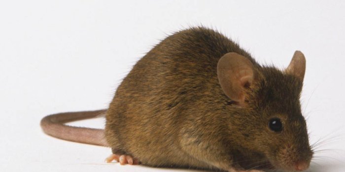 1024x768 Mouse Wallpaper - Animals Town