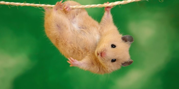 2000x1333 Mouse Wallpapers