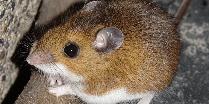 1024x768 Mouse Wallpapers - Animals Town