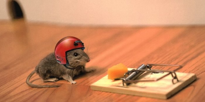 1920x1200 60+ Mouse HD Wallpapers and Backgrounds