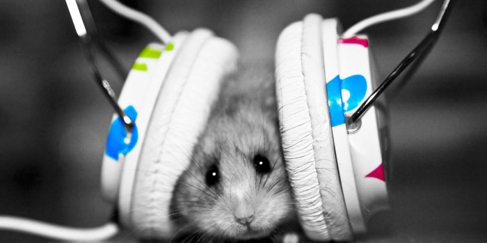 1920x1080 Mice Wallpapers