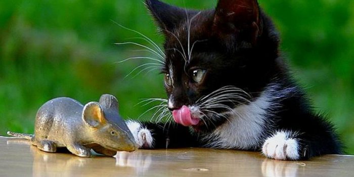 1920x1200 Food Cat & Mouse wallpapers | Food Cat & Mouse stock photos