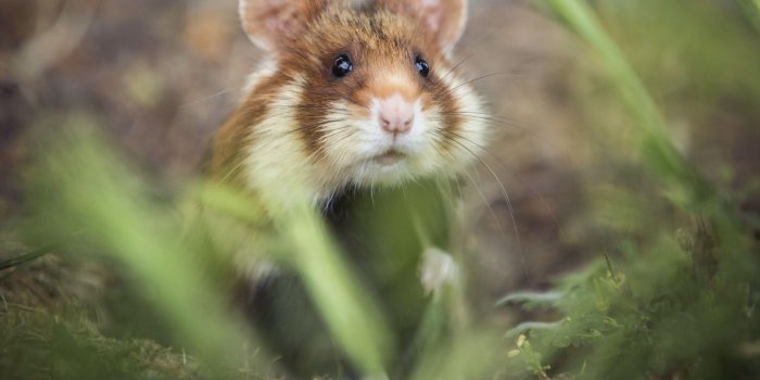 1920x1200 Cute Mouse Wallpapers - Top Free Cute Mouse Backgrounds - WallpaperAccess