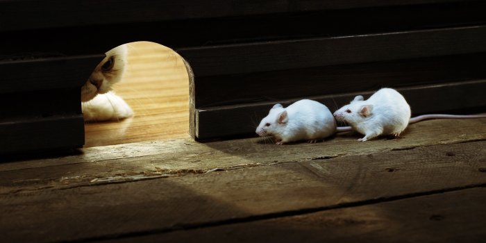 2560x1440 Mice HD Wallpapers and Backgrounds