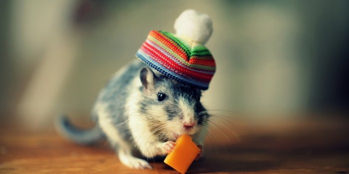 1920x1200 140+ Mouse HD Wallpapers and Backgrounds