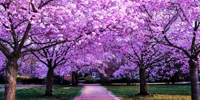 5120x2880 Cherry Blossom Trees Wallpaper 4K, Purple Flowers, Pathway, Nature, #3300