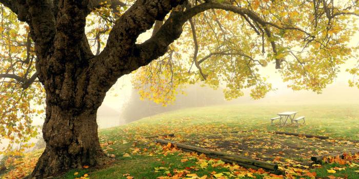 2048x1363 tree, Fog, Autumn, Park, Bench Wallpapers HD / Desktop and Mobile  Backgrounds