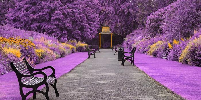 1440x2560 Garden Botanical Park Purple 4K Ultra HD Mobile Wallpaper