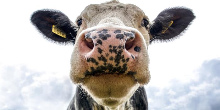 5052x3368 Funny Animals Photos, Download Free Funny Animals Stock Photos & HD Images