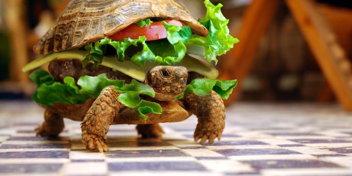 3008x2000 Funny Animals Wallpapers