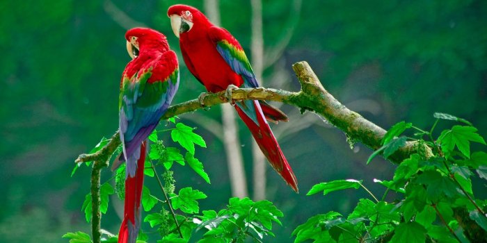 1920x1080 Parrots Wallpapers - Top Free Parrots Backgrounds - WallpaperAccess