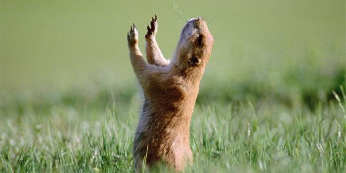 1920x1080 Funny Animal Wallpapers #7005177