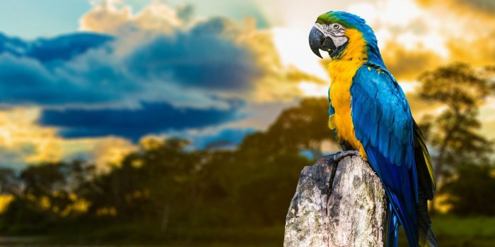 2560x1600 Parrot Wallpapers