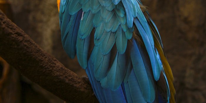 1000x1500 Black Parrot Pictures | Download Free Images on Unsplash