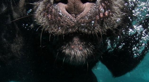 630x1280 Funny Animals wallpaper by Oled_Ekran - Download on ZEDGE™ | 4856