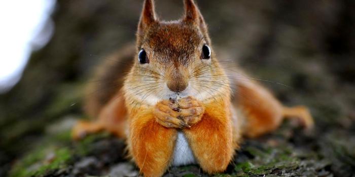 1920x1227 Funny Animals Wallpapers (67+ pictures)