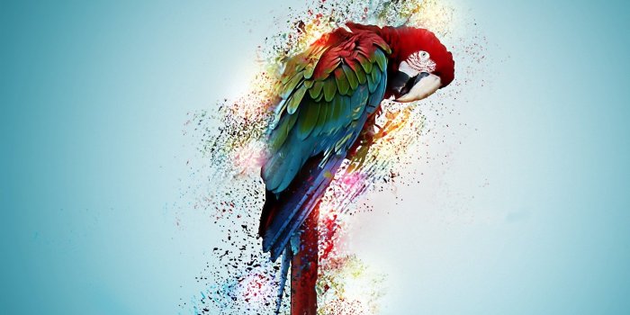 2560x1600 Parrot Art Wallpapers - Top Free Parrot Art Backgrounds - WallpaperAccess