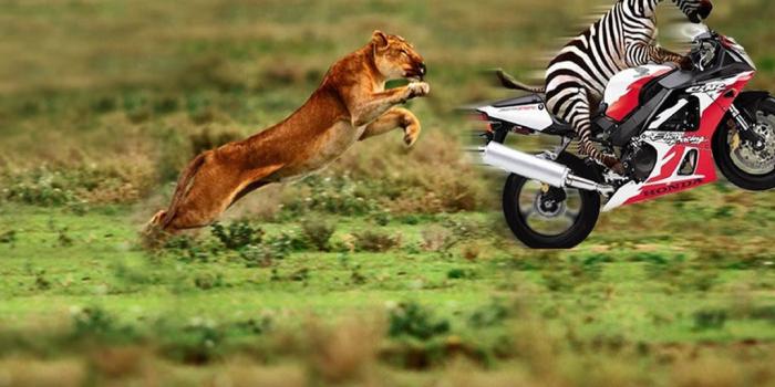 1024x768 Free download HD Animal Wallpapers Funny Animals Wallpaper [1024x768] for  your Desktop, Mobile & Tablet | Explore 47+ Free Wallpaper Silly Animals |  Free Animals Wallpapers, Free Desktop Wallpaper Animals, Wallpaper Animals  Free