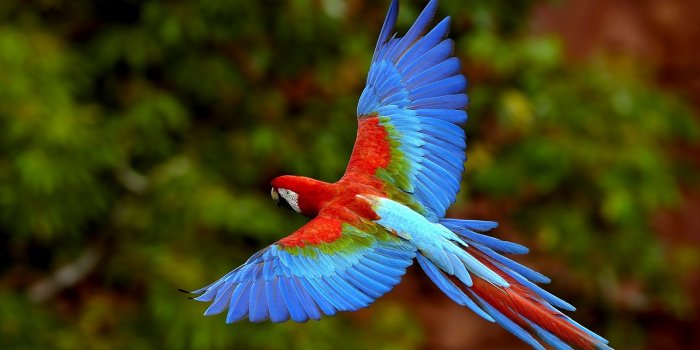 1600x1000 68+] Macaw Parrot Wallpaper - WallpaperSafari