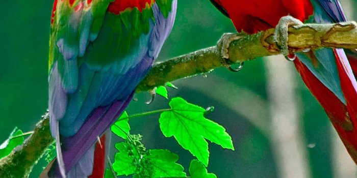 1080x1920 Parrots Paradise htc one wallpaper - Best htc one wallpapers