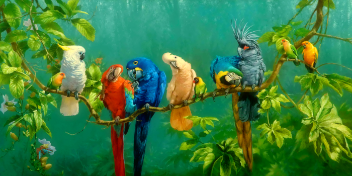1920x937 646 Birds / ParrotsHD Wallpapers and Backgrounds