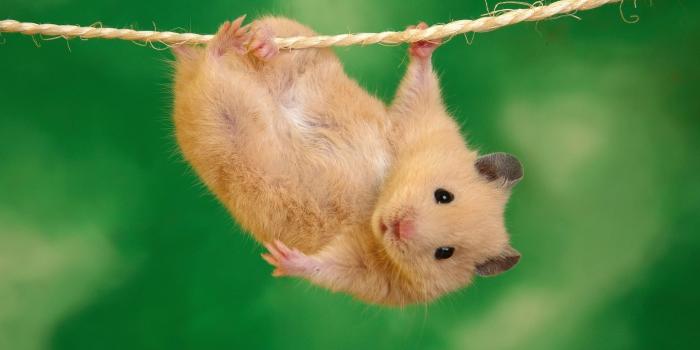 1440x900 50+] Cute Funny Animal Wallpapers - WallpaperSafari