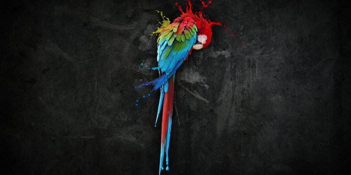 2560x1600 Parrot Wallpapers