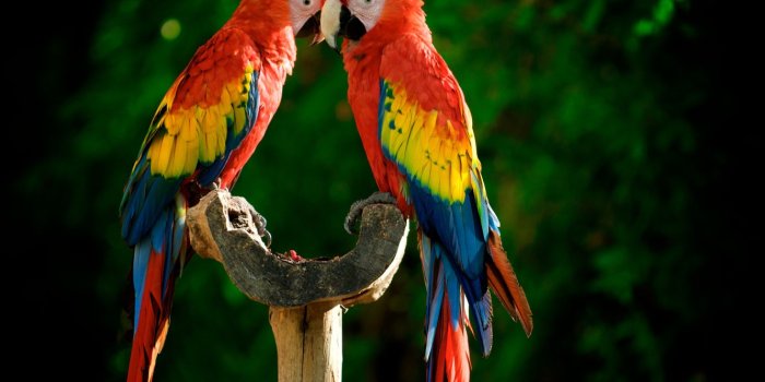 1332x850 Wallpaper birds, bird, parrot, bird, parrot, Ara images for desktop,  section животные - download