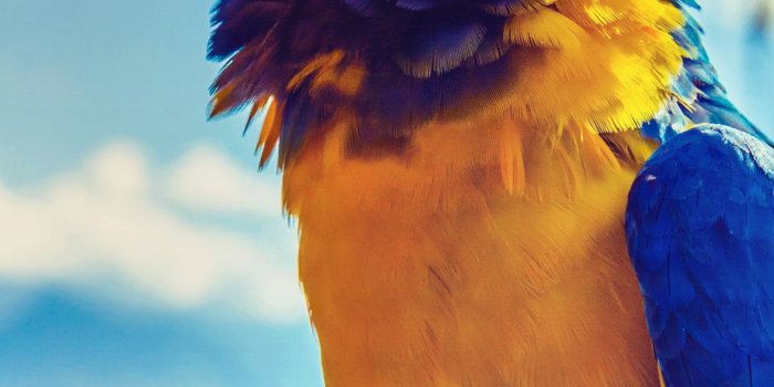 1080x2400 265672 parrot macaw bird and beak hd, Xiaomi Poco X2 wallpaper 1080p,  1080x2400 - Rare Gallery HD Wallpapers
