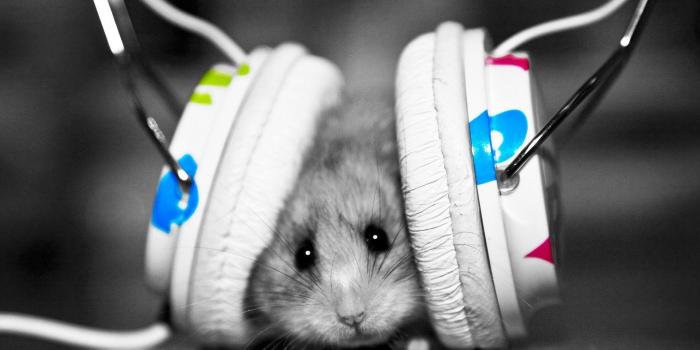 1920x1200 Funny Animal Desktop Backgrounds