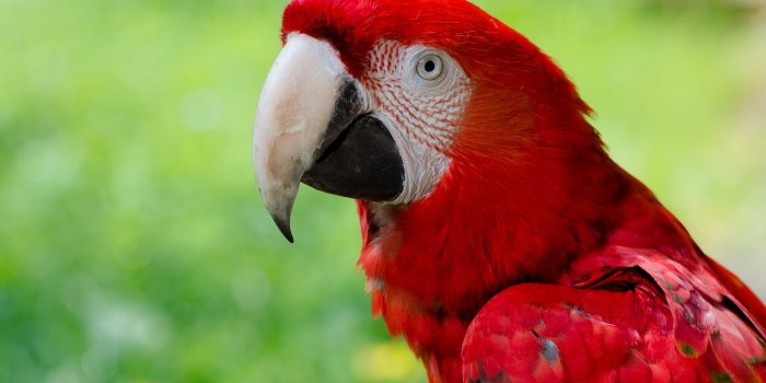 3840x2160 250+ Parrot HD Wallpapers and Backgrounds