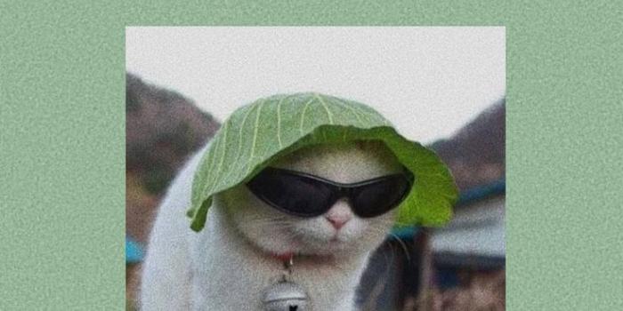 736x1246 Vintage wallpaper | Fotos de animais engraçados, Fotos de animais fofos,  Fotos de animais